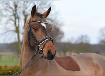 Hannoveraan, Ruin, 5 Jaar, 168 cm, Bruin