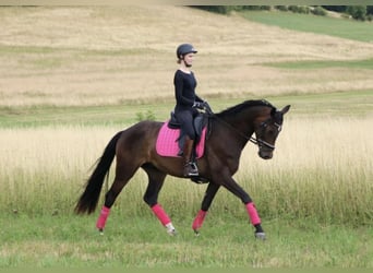 Hannoveraan, Ruin, 5 Jaar, 168 cm, Donkerbruin