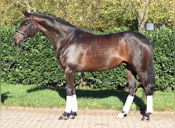 Hannoveraan, Ruin, 5 Jaar, 168 cm, Donkerbruin