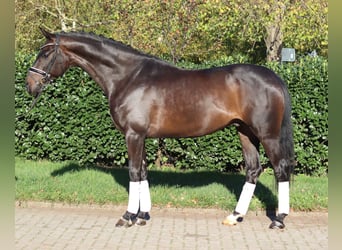 Hannoveraan, Ruin, 5 Jaar, 168 cm, Donkerbruin