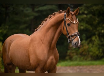 Hannoveraan, Ruin, 5 Jaar, 168 cm, Vos
