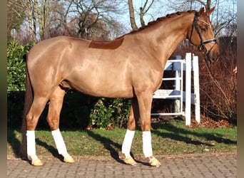 Hannoveraan, Ruin, 5 Jaar, 168 cm, Vos