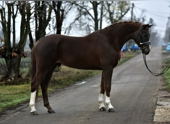 Hannoveraan, Ruin, 5 Jaar, 168 cm, Vos
