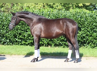 Hannoveraan, Ruin, 5 Jaar, 168 cm, Zwart