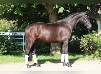 Hannoveraan, Ruin, 5 Jaar, 168 cm, Zwart