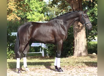 Hannoveraan, Ruin, 5 Jaar, 168 cm, Zwart