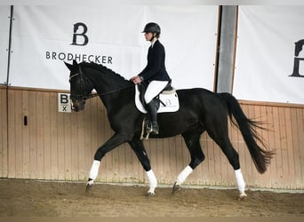 Hannoveraan, Ruin, 5 Jaar, 168 cm, Zwartbruin