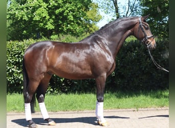 Hannoveraan, Ruin, 5 Jaar, 169 cm, Bruin