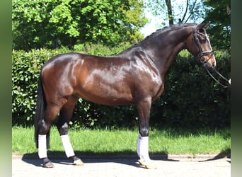 Hannoveraan, Ruin, 5 Jaar, 169 cm, Bruin