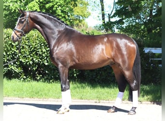 Hannoveraan, Ruin, 5 Jaar, 169 cm, Bruin