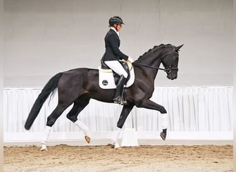Hannoveraan, Ruin, 5 Jaar, 169 cm, Bruin
