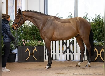 Hannoveraan, Ruin, 5 Jaar, 169 cm, Bruin