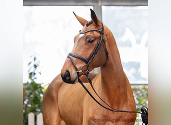 Hannoveraan, Ruin, 5 Jaar, 169 cm, Bruin