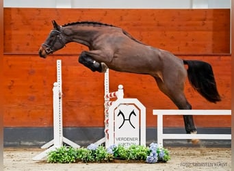 Hannoveraan, Ruin, 5 Jaar, 169 cm, Bruin