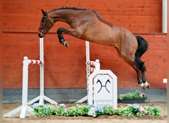 Hannoveraan, Ruin, 5 Jaar, 169 cm, Bruin