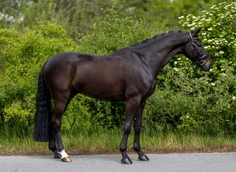 Hannoveraan, Ruin, 5 Jaar, 169 cm, Donkerbruin
