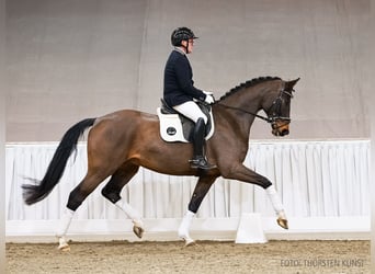Hannoveraan, Ruin, 5 Jaar, 169 cm, Donkerbruin
