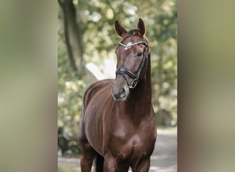 Hannoveraan, Ruin, 5 Jaar, 169 cm, Donkere-vos