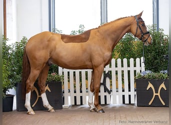 Hannoveraan, Ruin, 5 Jaar, 169 cm, Donkere-vos