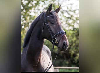 Hannoveraan, Ruin, 5 Jaar, 169 cm, Zwartbruin