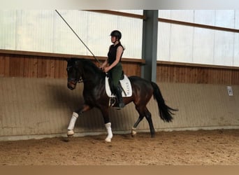 Hannoveraan, Ruin, 5 Jaar, 169 cm, Zwartbruin