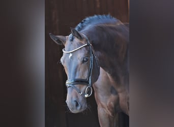 Hannoveraan, Ruin, 5 Jaar, 169 cm, Zwartbruin