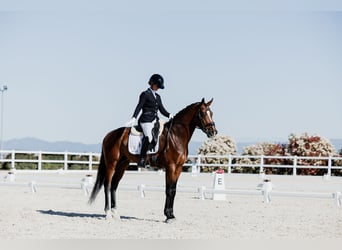 Hannoveraan, Ruin, 5 Jaar, 170 cm, Bruin