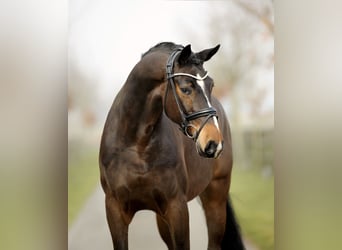 Hannoveraan, Ruin, 5 Jaar, 170 cm, Bruin