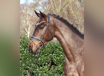 Hannoveraan, Ruin, 5 Jaar, 170 cm, Bruin
