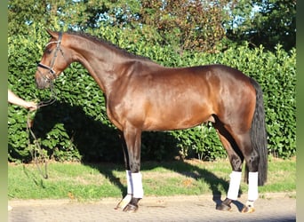 Hannoveraan, Ruin, 5 Jaar, 170 cm, Bruin