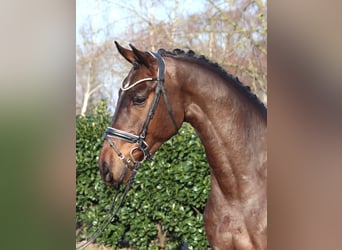 Hannoveraan, Ruin, 5 Jaar, 170 cm, Bruin