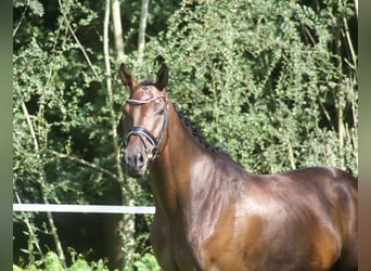 Hannoveraan, Ruin, 5 Jaar, 170 cm, Bruin