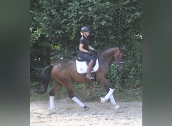 Hannoveraan, Ruin, 5 Jaar, 170 cm, Bruin