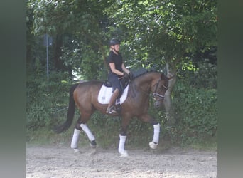 Hannoveraan, Ruin, 5 Jaar, 170 cm, Bruin