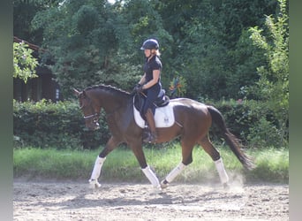 Hannoveraan, Ruin, 5 Jaar, 170 cm, Bruin