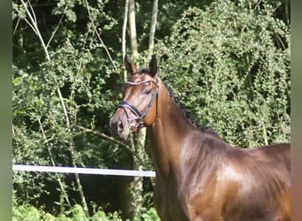 Hannoveraan, Ruin, 5 Jaar, 170 cm, Bruin