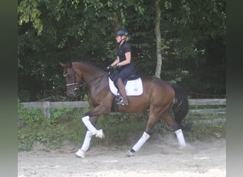 Hannoveraan, Ruin, 5 Jaar, 170 cm, Bruin
