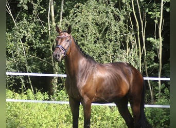 Hannoveraan, Ruin, 5 Jaar, 170 cm, Bruin