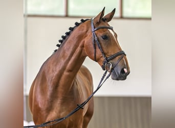 Hannoveraan, Ruin, 5 Jaar, 170 cm, Bruin