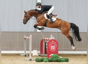 Hannoveraan, Ruin, 5 Jaar, 170 cm, Bruin