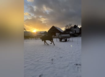 Hannoveraan, Ruin, 5 Jaar, 170 cm, Bruin