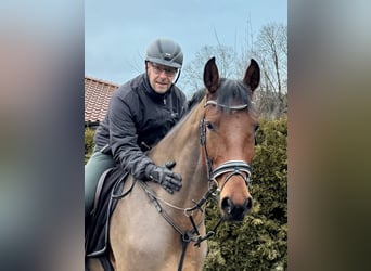 Hannoveraan, Ruin, 5 Jaar, 170 cm, Bruin