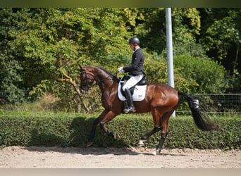 Hannoveraan, Ruin, 5 Jaar, 170 cm, Donkerbruin