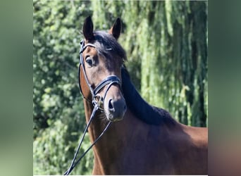 Hannoveraan, Ruin, 5 Jaar, 170 cm, Donkerbruin