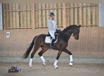 Hannoveraan, Ruin, 5 Jaar, 170 cm, Donkerbruin