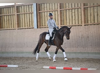 Hannoveraan, Ruin, 5 Jaar, 170 cm, Donkerbruin
