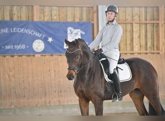 Hannoveraan, Ruin, 5 Jaar, 170 cm, Donkerbruin