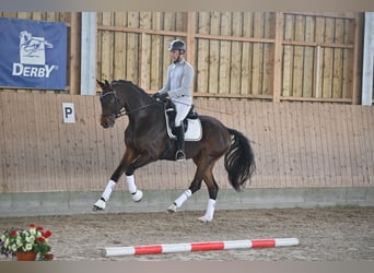Hannoveraan, Ruin, 5 Jaar, 170 cm, Donkerbruin