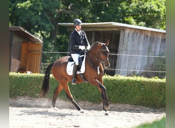 Hannoveraan, Ruin, 5 Jaar, 170 cm, Donkerbruin