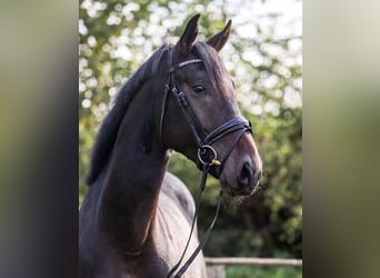 Hannoveraan, Ruin, 5 Jaar, 170 cm, Donkerbruin